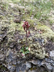 Micranthes stellaris