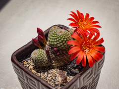 Rebutia