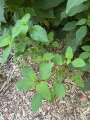 Impatiens capensis