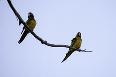 Eupsittula cactorum