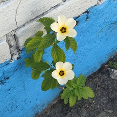 Turnera subulata