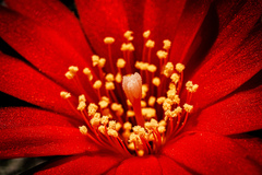 Rebutia