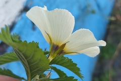 Turnera subulata