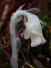 Monotropastrum humile