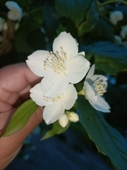 Philadelphus coronarius