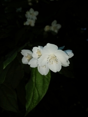 Philadelphus coronarius