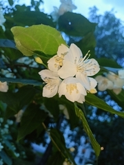 Philadelphus coronarius