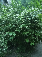Philadelphus coronarius