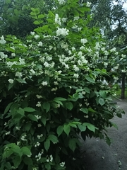 Philadelphus coronarius