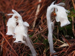 Monotropastrum humile