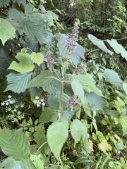 Stachys sylvatica