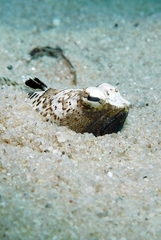 Trachinus radiatus