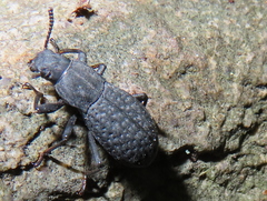 Polypleurus perforatus