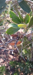 Mastophora cornigera