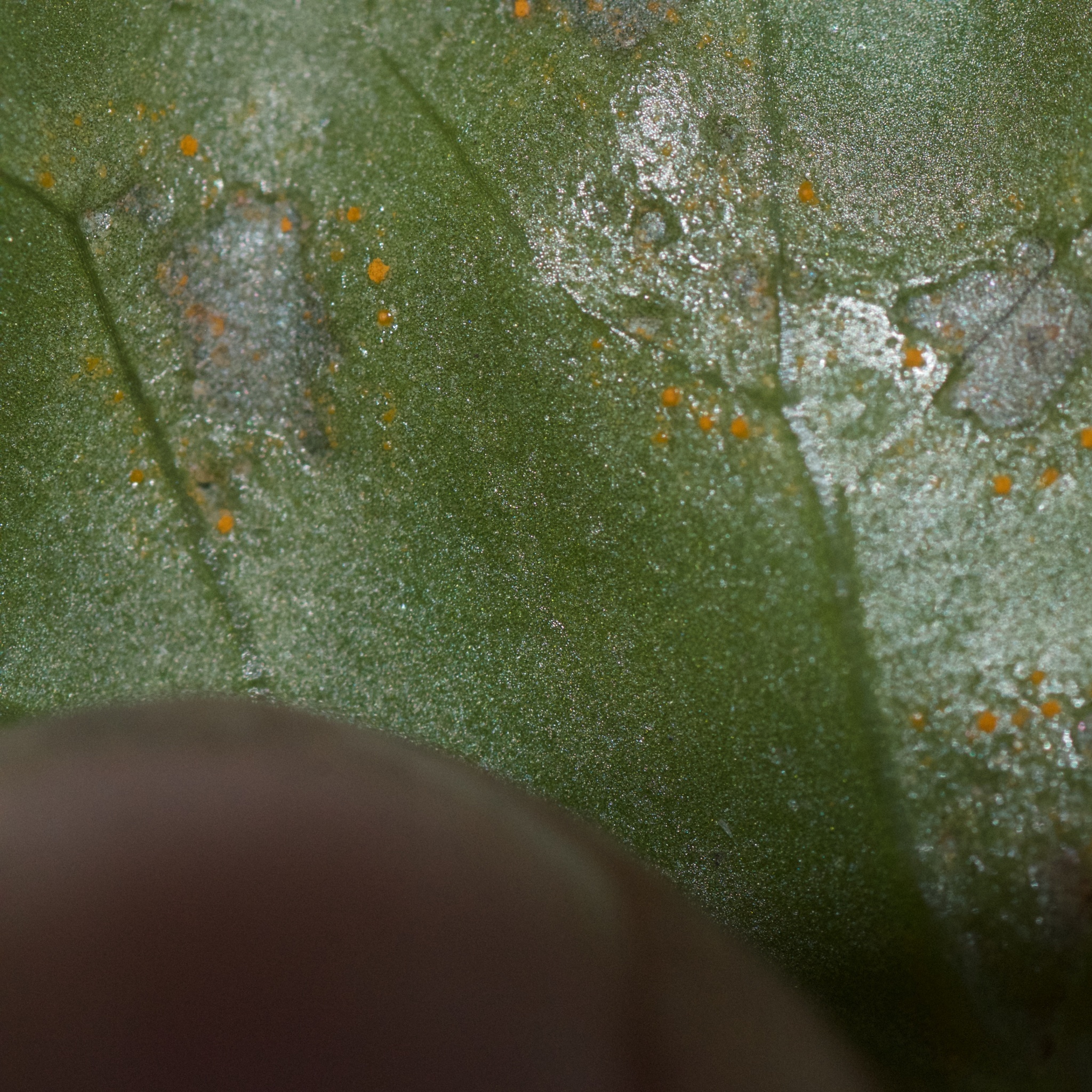 Coleosporium image