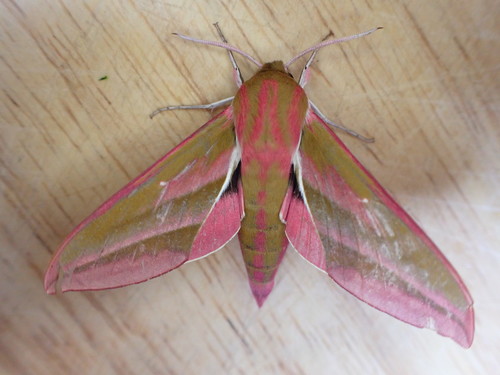 Elephant hawk-moth