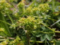 Alchemilla filicaulis vestita
