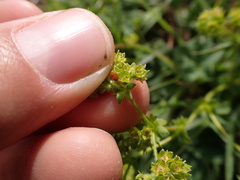 Alchemilla filicaulis vestita