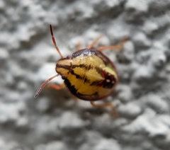 Piezodorus guildinii