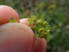 Alchemilla filicaulis vestita