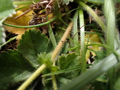 Alchemilla filicaulis vestita