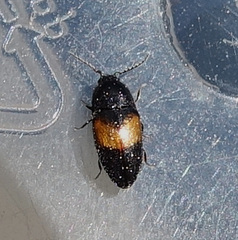 Drapetes mordelloides