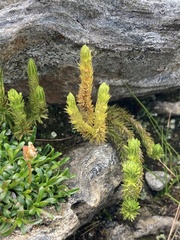 Huperzia appressa