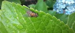 Musca domestica
