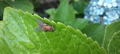Musca domestica