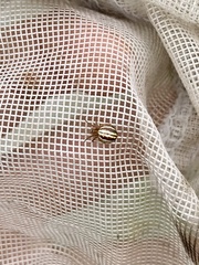 Araneus pratensis