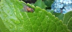 Musca domestica