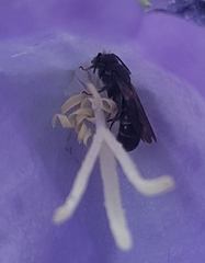 Chelostoma rapunculi