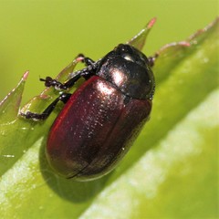 Chrysolina marginata