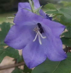 Chelostoma rapunculi