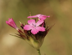 Dianthus capitatus