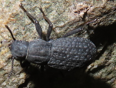 Polypleurus perforatus