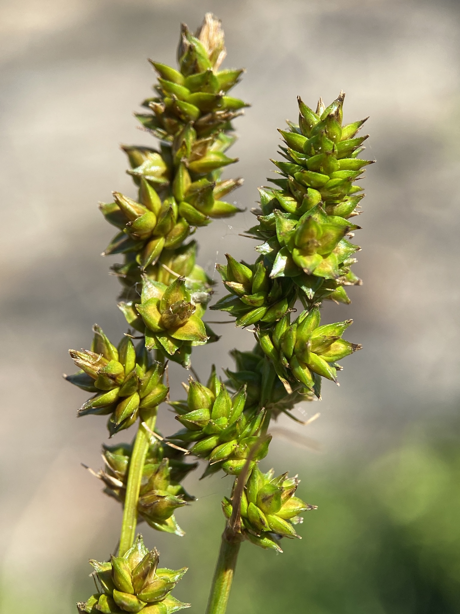 Carex muehlenbergii var. enervis