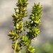 Nerveless Muhlenberg's Sedge - Photo (c) Zihao Wang, some rights reserved (CC BY), uploaded by Zihao Wang