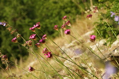 Dianthus capitatus