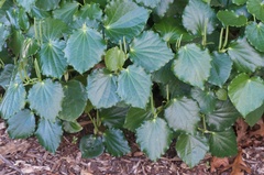 Piper excelsum peltatum