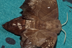 Lebeda nobilis