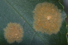 Cephaleuros lagerheimii