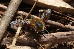 Bombylius mexicanus