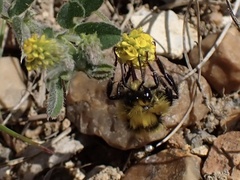 Bombus jonellus