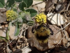 Bombus jonellus