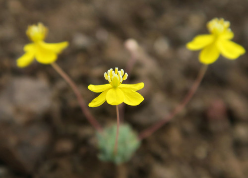 golden pygmypoppy (Canbya aurea)