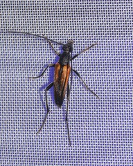 Stenurella melanura