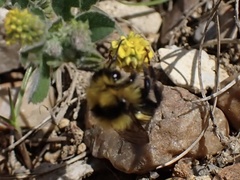 Bombus jonellus