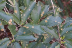 Cephaleuros lagerheimii