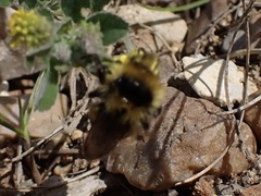 Bombus jonellus